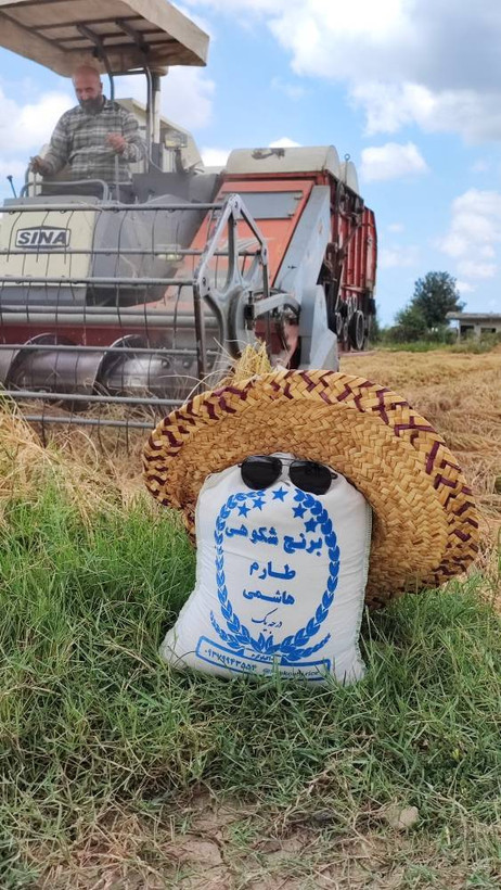 برنج طارم هاشمی اعلا